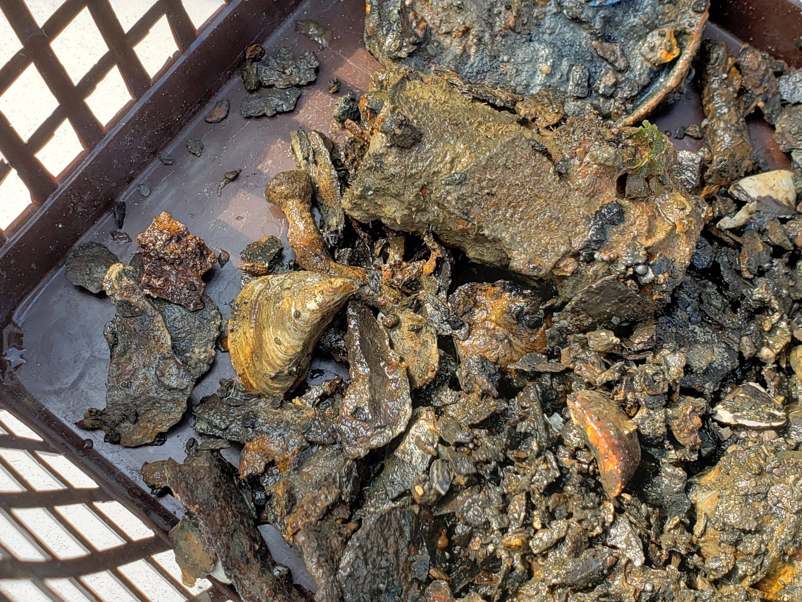 How to get rid of zebra mussels