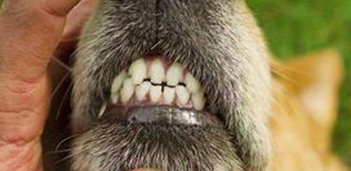 focal motor seizure dog teeth chattering