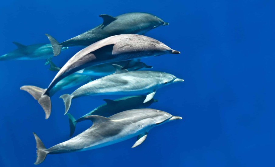 Dolphin Discovery